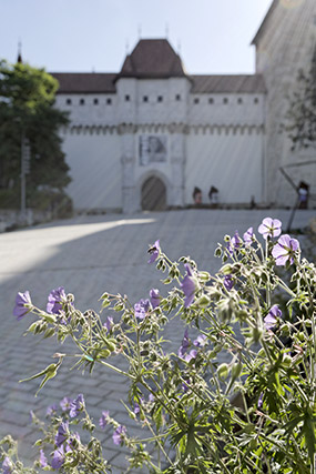 Plantations - Annecy, parvis du Château-Musée - Haute-Savoie - France - Architecture & Paysagisme - Photographie - 12b