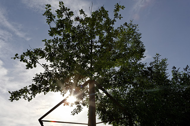 Arbre et son corset - Annecy, parvis du Château-Musée - Haute-Savoie - France - Architecture & Paysagisme - Photographie - 13