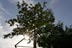 Arbre et son corset - 13