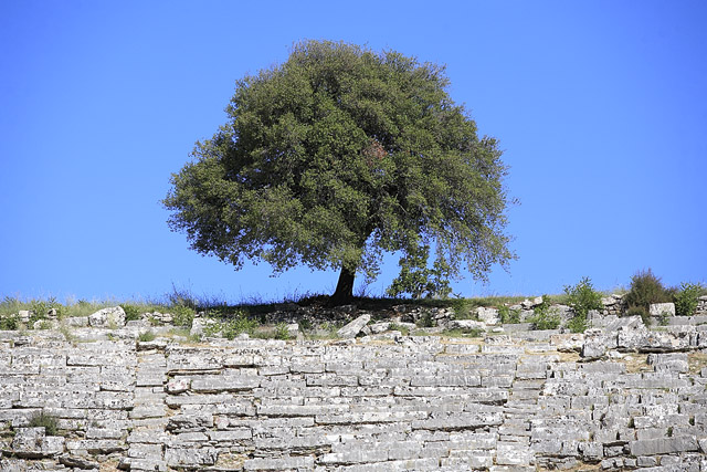 Sanctuaire oraculaire dédié à Zeus / Ζευς / Δίας (μυθολογία) - Dodone / Dodóni / Dodona / Δωδώνη - Épire / Ípiros / Ήπειρος - Grèce / Elládha / Ελλάδα - Carnets de route - Photographie - 06