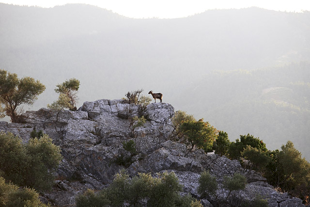 Mont Psari / Ipsari, ascension - Île de Thasos / Thassos / Θάσος - Macédoine grecque - Grèce / Elládha / Ελλάδα - Carnets de route - Photographie - 06