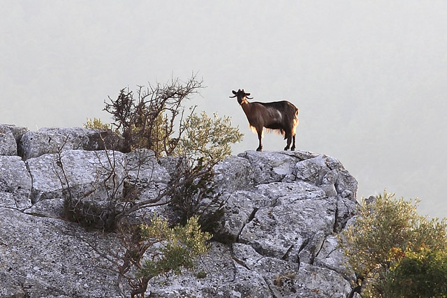 Mont Psari / Ipsari, ascension - Île de Thasos / Thassos / Θάσος - Macédoine grecque - Grèce / Elládha / Ελλάδα - Carnets de route - Photographie - 07