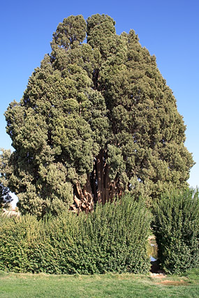 Sarv-e Abarqûh, Zoroastrian Sarv, Cyprès de 4000 ans / سرو ابرکوه - Abarqûh, Abarkuh, Abar kooh, Abar Kûh / ابرکوه - Fars / Pars / استان فارس - Iran / ايران - Carnets de route - Photographie - 02a