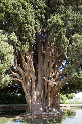 Sarv-e Abarqûh, Zoroastrian Sarv, Cyprès de 4000 ans / سرو ابرکوه - Abarqûh, Abarkuh, Abar kooh, Abar Kûh / ابرکوه - Fars / Pars / استان فارس - Iran / ايران - Carnets de route - Photographie - 02b