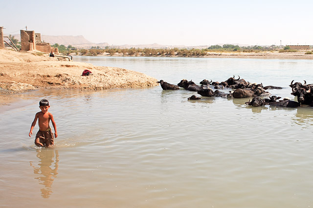 Buffles et leurs gardiens - Shushtar / شوشت - Khuzestan / Khouzestan / استان خوزستان - Iran / ايران - Carnets de route - Photographie - 03