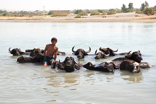 Buffles et leurs gardiens - Shushtar / شوشت - Khuzestan / Khouzestan / استان خوزستان - Iran / ايران - Carnets de route - Photographie - 04