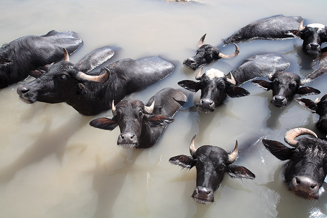 Buffles et leurs gardiens - Shushtar / شوشت - Khuzestan / Khouzestan / استان خوزستان - Iran / ايران - Carnets de route - Photographie - 05