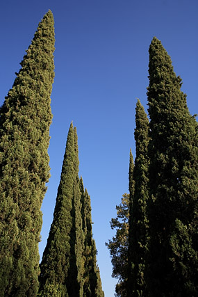 Cyprès, Jardin du Paradis / Bagh-e Eram / باغ ارم - Chiraz / Shiraz / شیراز - Fars / Pars / استان فارس - Iran / ايران - Carnets de route - Photographie - 02a