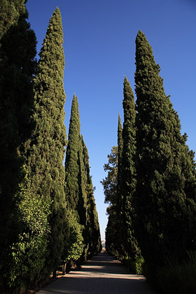 Cyprès, Jardin du Paradis / Bagh-e Eram / باغ ارم - Chiraz / Shiraz / شیراز - Fars / Pars / استان فارس - Iran / ايران - Carnets de route - Photographie - 02b