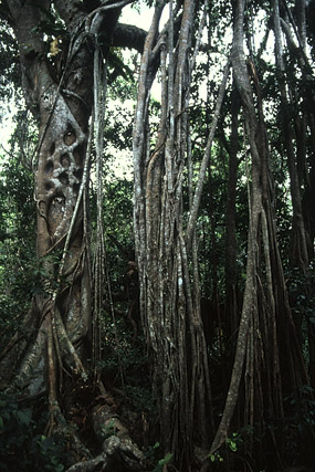 Banian - Végétation - Nouvelle-Calédonie - France - Carnets de route - Photographie - 01a