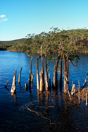 Chêne-liège / Quercus suber - Chutes de la Madeleine, réserve provinciale - Yaté - Grande Terre, Province Sud - Nouvelle-Calédonie - France - Carnets de route - Photographie - 03