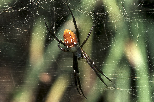 Nephila edulis (?) - Faune - Nouvelle-Calédonie - France - Carnets de route - Photographie - 00