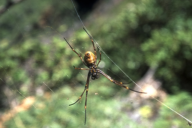 Araignée - Faune - Nouvelle-Calédonie - France - Carnets de route - Photographie - 01