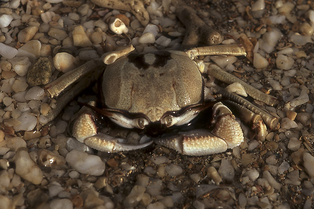 Crabe - Faune - Nouvelle-Calédonie - France - Carnets de route - Photographie - 03