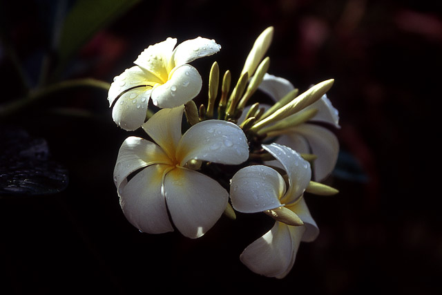 Fleur de frangipanier / Plumeria acuminata