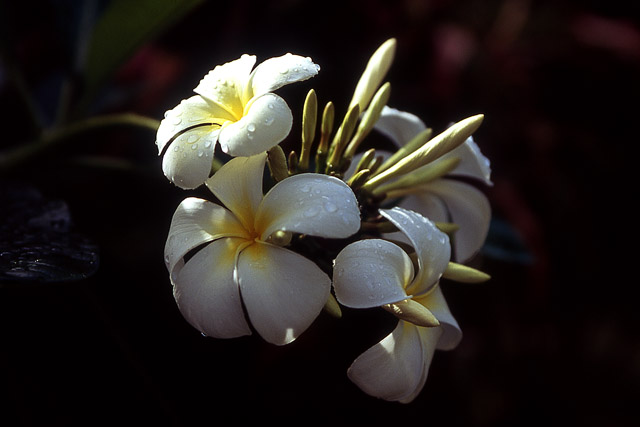 Fleur de frangipanier / Plumeria alba (acuminata ?) - Végétation - Nouvelle-Calédonie - France - Carnets de route - Photographie - 00