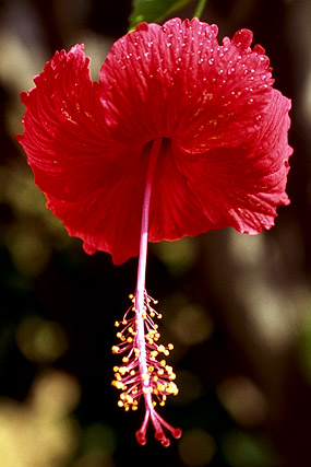 Hibiscus - Végétation - Nouvelle-Calédonie - France - Carnets de route - Photographie - 01