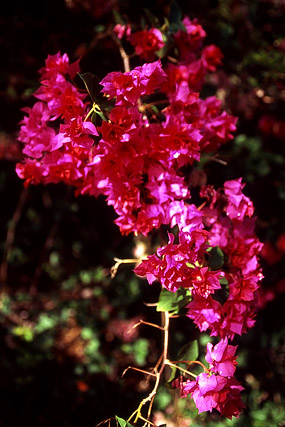 Bougainvillée / Bougainvillier - Végétation - Nouvelle-Calédonie - France - Carnets de route - Photographie - 03