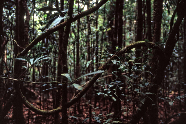 Forêt dense sempervirente humide, parc de la Rivière bleue - Yaté - Grande Terre, Province Sud - Nouvelle-Calédonie - France - Carnets de route - Photographie - 00