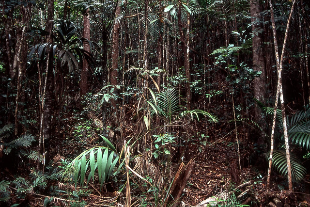 Forêt dense sempervirente humide, parc de la Rivière bleue - Yaté - Grande Terre, Province Sud - Nouvelle-Calédonie - France - Carnets de route - Photographie - 02