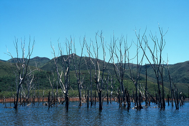 Forêt noyée, parc de la Rivière bleue - Yaté - Grande Terre, Province Sud - Nouvelle-Calédonie - France - Carnets de route - Photographie - 01