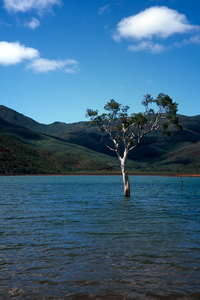 Forêt noyée, parc de la Rivière bleue - Yaté - Grande Terre, Province Sud - Nouvelle-Calédonie - France - Carnets de route - Photographie - 02a