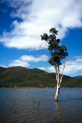 Forêt noyée, parc de la Rivière bleue - Yaté - Grande Terre, Province Sud - Nouvelle-Calédonie - France - Carnets de route - Photographie - 02b