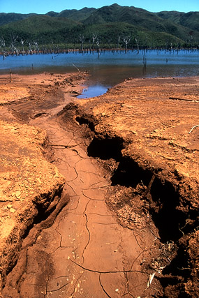 Forêt noyée, parc de la Rivière bleue - Yaté - Grande Terre, Province Sud - Nouvelle-Calédonie - France - Carnets de route - Photographie - 03