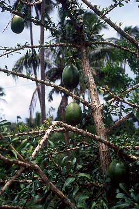 Pamplemoussier / pamplemousse / Citrus maxima / Citrus grandis / Citrus decumana - Végétation - Nouvelle-Calédonie - France - Carnets de route - Photographie - 00a