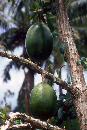 Pamplemoussier / pamplemousse / Citrus maxima / Citrus grandis / Citrus decumana - Végétation - Nouvelle-Calédonie - France - Carnets de route - Photographie - 00b