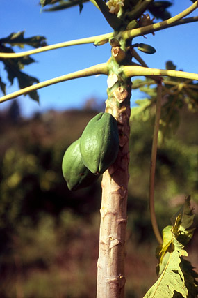 Papayer / papaye / Carica papaya - Végétation - Nouvelle-Calédonie - France - Carnets de route - Photographie - 01a