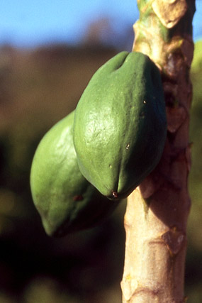 Papayer / papaye / Carica papaya - Végétation - Nouvelle-Calédonie - France - Carnets de route - Photographie - 01b