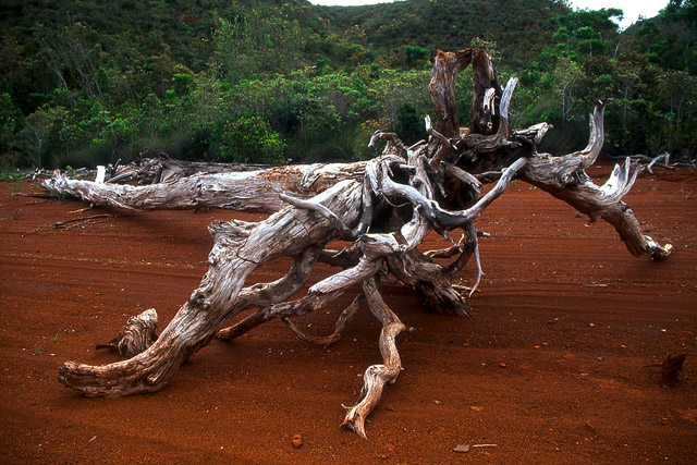 Graphisme, parc de la Rivière bleue - Yaté - Grande Terre, Province Sud - Nouvelle-Calédonie - France - Carnets de route - Photographie - 01