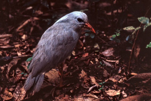 Kagou huppé / Rhynochetos jubatus - Faune - Nouvelle-Calédonie - France - Carnets de route - Photographie - 00