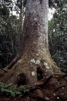 Kaori de forêt, mûgé (xârâcùù) / Agathis lanceolata - Végétation - Nouvelle-Calédonie - France - Carnets de route - Photographie - 02a