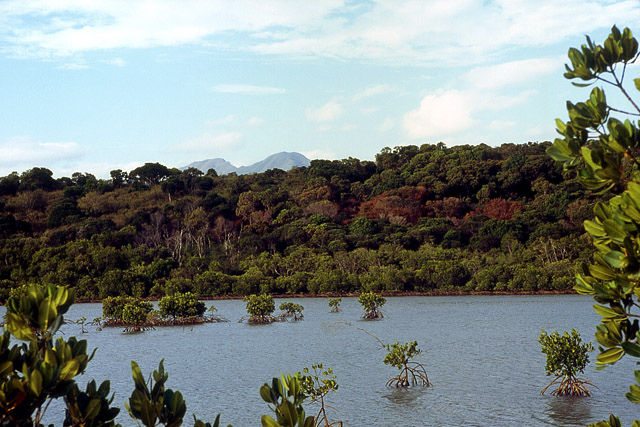 Mangrove - Végétation - Nouvelle-Calédonie - France - Carnets de route - Photographie - 00