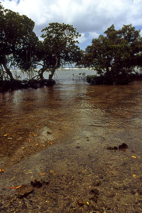 Mangrove - Végétation - Nouvelle-Calédonie - France - Carnets de route - Photographie - 01a