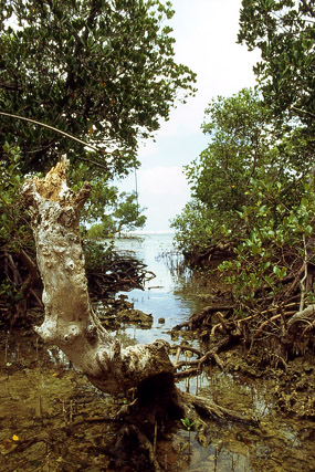Mangrove - Végétation - Nouvelle-Calédonie - France - Carnets de route - Photographie - 01b