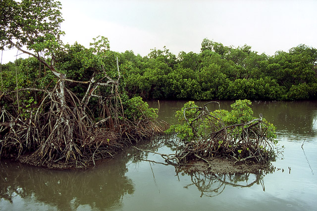 Mangrove - Végétation - Nouvelle-Calédonie - France - Carnets de route - Photographie - 03