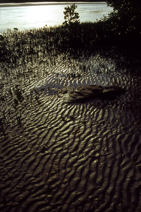 Mangrove - Végétation - Nouvelle-Calédonie - France - Carnets de route - Photographie - 04