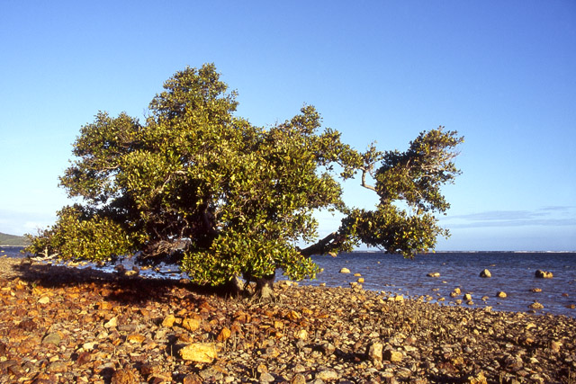 Bord de mer, Nouméa