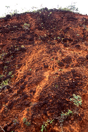 Parc de la Rivière Bleue - Yaté - Grande Terre, Province Sud - Nouvelle-Calédonie - France - Carnets de route - Photographie - 03a