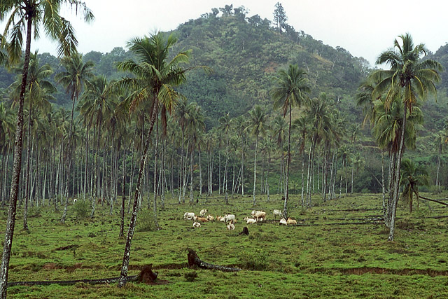 Élevage de bovins, vallée de la Tchamba - Poindimié - Grande Terre, Province Nord - Nouvelle-Calédonie - France - Carnets de route - Photographie - 03