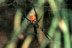 Nephila edulis (?) - 00