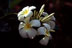 Fleur de frangipanier / Plumeria alba (acuminata ?) - 00