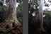 Kaori de forêt, mûgé (xârâcùù) / Agathis lanceolata - 02