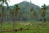 Élevage de bovins, vallée de la Tchamba - 03