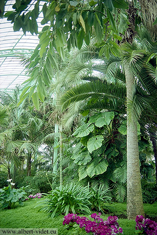 Serres royales de Laeken / Koninklijke Serres van Laken - Laeken / Laken - Bruxelles-Capitale / Brussels Hoofdstedelijk - Belgique / België - Sites - Photographie - 08a