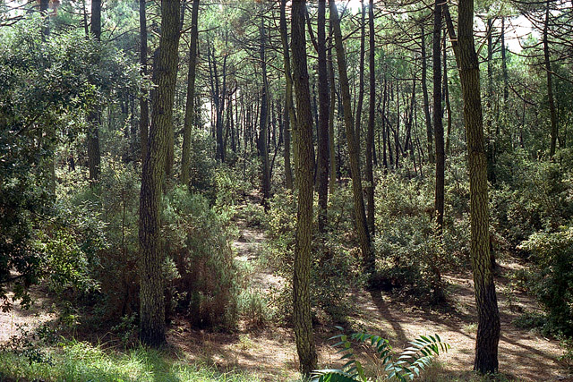 Forêt - La Coubre - Charente-Maritime - France - Sites - Photographie - 00