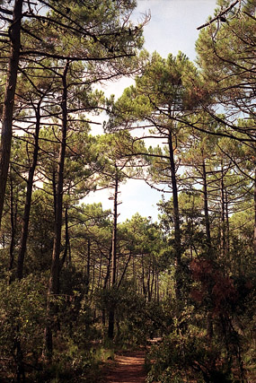 Forêt - La Coubre - Charente-Maritime - France - Sites - Photographie - 01a